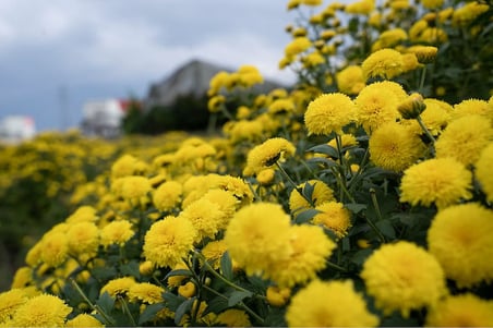 Kasımpatı Krizantem Chrysanthemum Sarı 5 Adet