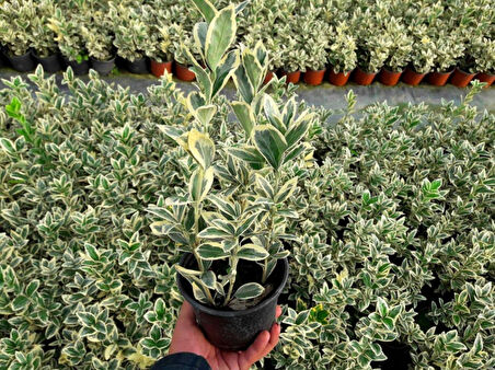 Bravo Taflan Euonymus Japonica Bravo 20 Adet