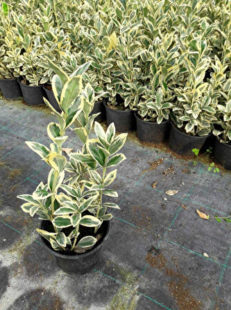 Bravo Taflan Euonymus Japonica Bravo 10 Adet