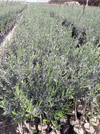 Gemlik - Trilye Zeytin Fidanı Tüplü ve Aşılı 3 Yaş 10 Adet