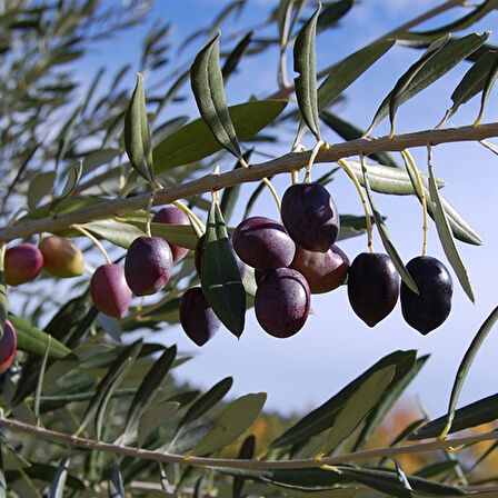 Gemlik - Trilye Zeytin Fidanı Tüplü ve Aşılı 3 Yaş 3 Adet