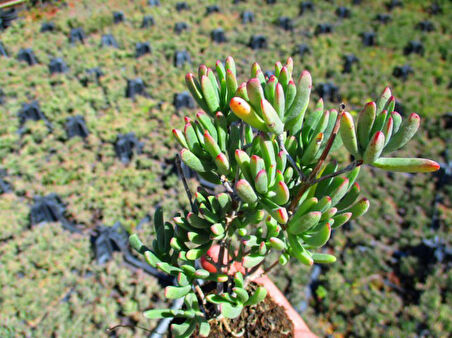 İzmir Güzeli Çiçeği 90 Adet