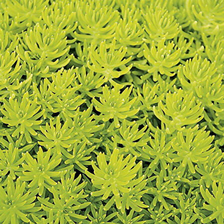Sarı Sedum - Stonecrop Askılı Saksıda