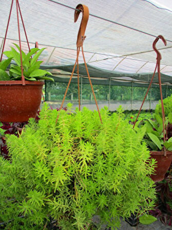 Sarı Sedum - Stonecrop Askılı Saksıda