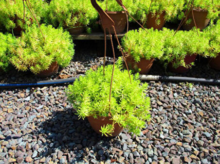 Sarı Sedum - Stonecrop Askılı Saksıda