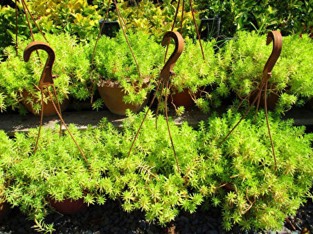 Sarı Sedum - Stonecrop Askılı Saksıda