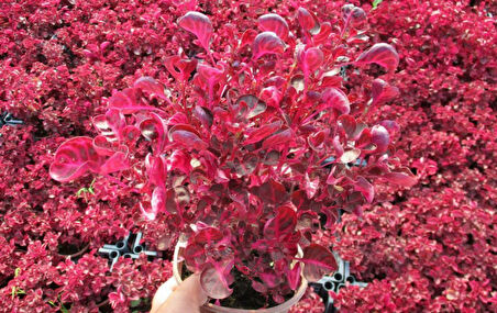 Çingene  Şalvarı - İresine Herbstii 3 Adet