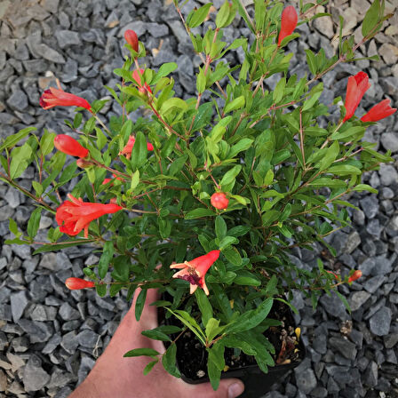 Bodur Süs Narı - Punica Granatum "Nana" 3 Adet