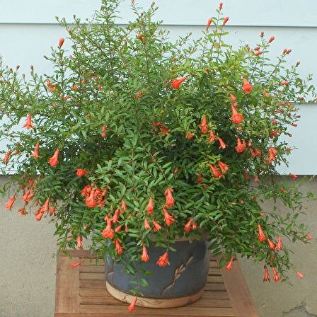 Bodur Süs Narı - Punica Granatum "Nana" 2 Adet