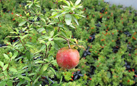 Bodur Süs Narı - Punica Granatum "Nana" 2 Adet