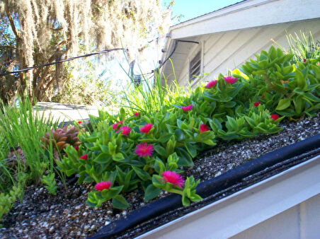 Buz Çiçeği – Çok Yıllık Yer Örtücü Bitki 180 Adet