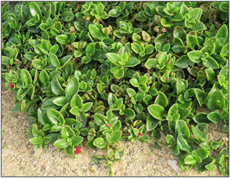 Buz Çiçeği – Çok Yıllık Yer Örtücü Bitki 90 Adet