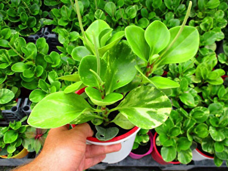 Peperomia optusifolia Saksılı Hediyelik Bitki 3 Adet