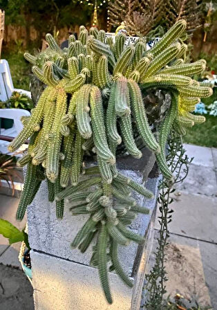 Yılan Kaktüs Chamaecereus silvestris 3 Adet