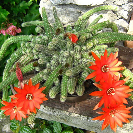 Yılan Kaktüs Chamaecereus silvestris