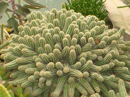 Yılan Kaktüs Chamaecereus silvestris