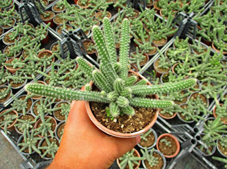 Yılan Kaktüs Chamaecereus silvestris