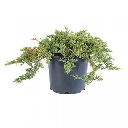 Yayılıcı Ardıç – Juniperus Horizontalis - Yer Örtücü Bitki 10 Adet