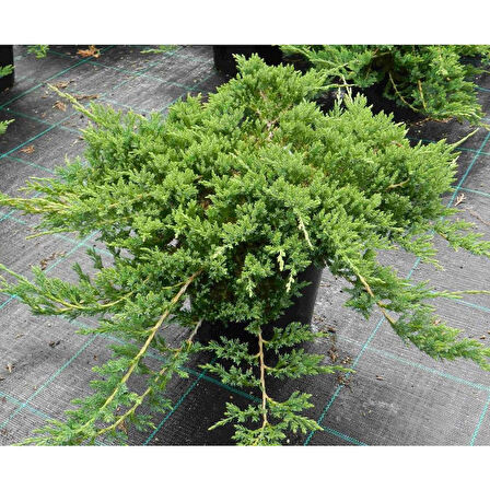 Yayılıcı Ardıç – Juniperus Horizontalis - Yer Örtücü Bitki 10 Adet