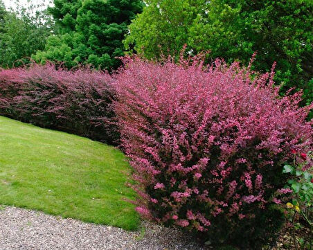 Kırmızı Berberis – Kadın Tuzluğu – Berberis Thunbergii 3 Adet