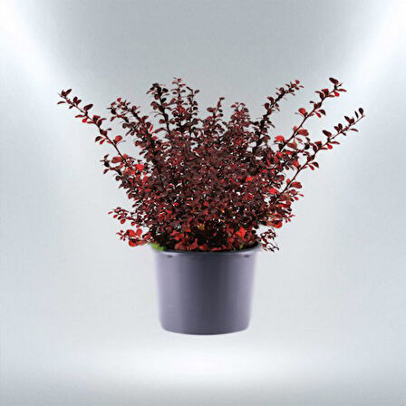 Kırmızı Berberis – Kadın Tuzluğu – Berberis Thunbergii 3 Adet