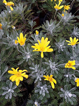 Sarı  Papatya (Europs) 30 Adet