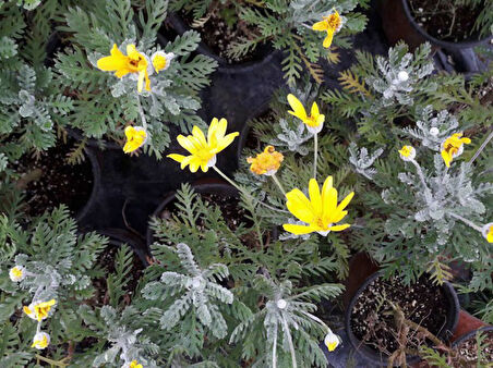 Sarı  Papatya (Europs) 30 Adet