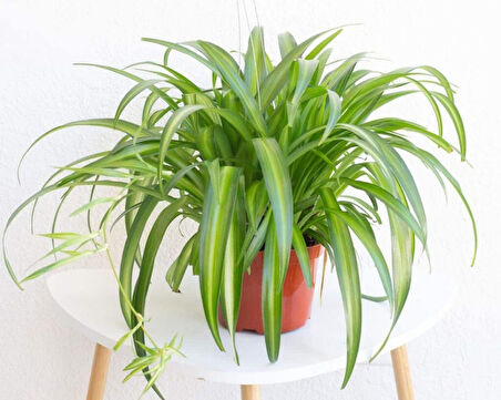 Kurdele Çiçeği – Chlorophytum comosum 20 Adet