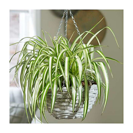 Kurdele Çiçeği – Chlorophytum comosum 20 Adet