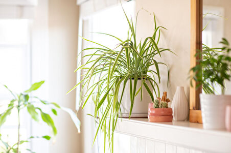 Kurdele Çiçeği – Chlorophytum comosum 20 Adet