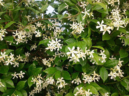 Arap Yasemini - Kokulu Sarmaşık Bitki  120-150 Cm 20 Adet