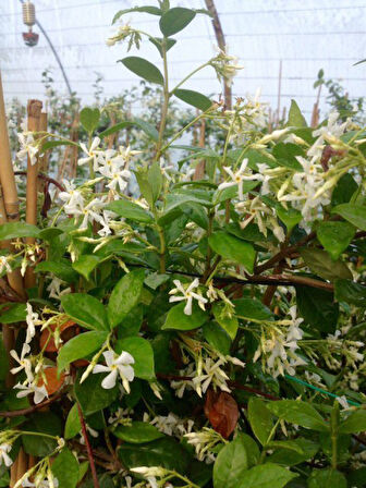 Arap Yasemini - Kokulu Sarmaşık Bitki 2-2.5 Metre 3 Adet