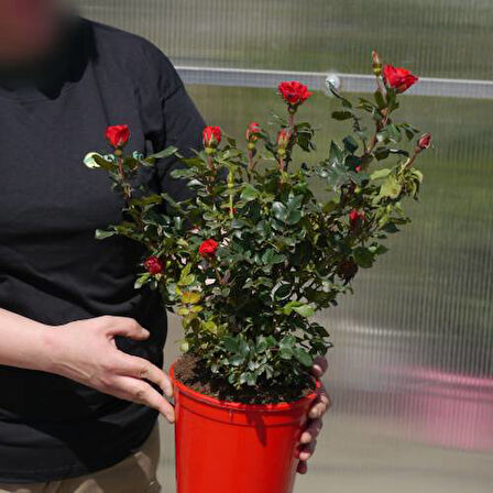 Yediveren Saksılı Kırmızı Gül 20-30 cm 5 Adet