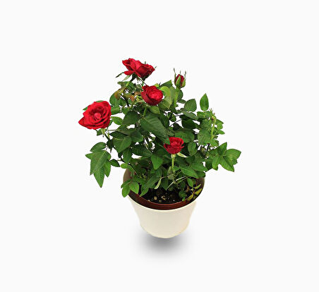 Yediveren Saksılı Kırmızı Gül 20-30 cm 5 Adet