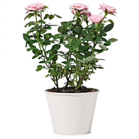 Yediveren Saksılı Pembe Gül 20-30 cm 3 Adet