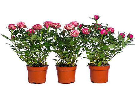 Yediveren Saksılı Pembe Gül 20-30 cm 10 Adet