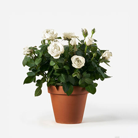 Yediveren Saksılı Beyaz Gül – 20-30cm 5 Adet