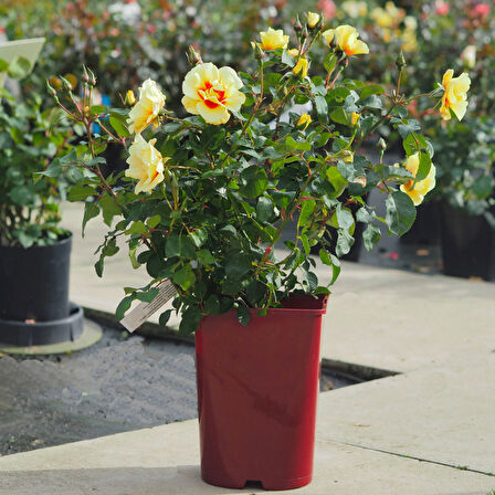 Yediveren Saksılı Sarı Gül – 20-30 cm 20 Adet