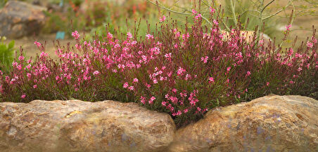 Gaura Çalısı Çiçeği 10 Adet