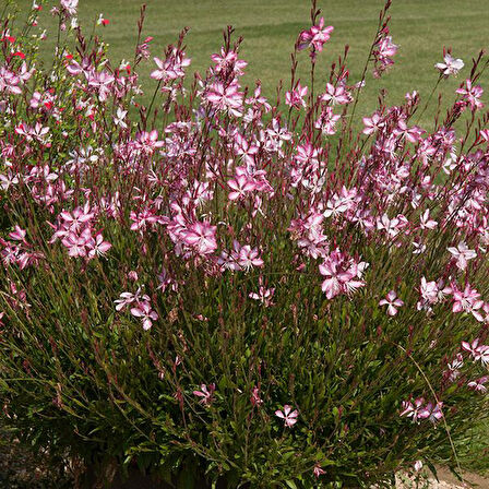 Gaura Çalısı Çiçeği 10 Adet