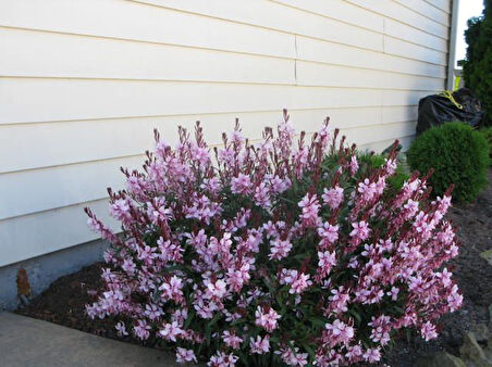 Gaura Çalısı Çiçeği 20 Adet