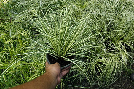 CAREX EVERGOLD 30 ADET - ÇOK YILLIK OTSU BİTKİ