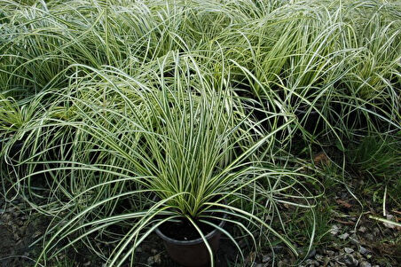 CAREX EVERGOLD 30 ADET - ÇOK YILLIK OTSU BİTKİ