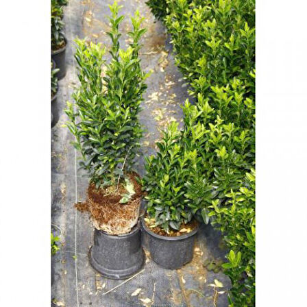 Yeşil Sütun Taflan – Green rocket 3 Adet