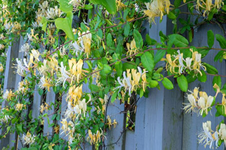 Hanımeli Çiçeği – Kokulu Sarmaşık Bitki 3 Adet