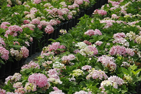 Pembe Ortanca - Yerli Fidan 20-30 cm 10 Adet