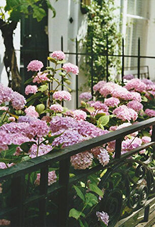 Pembe Ortanca - Yerli Fidan 20-30 cm 5 Adet