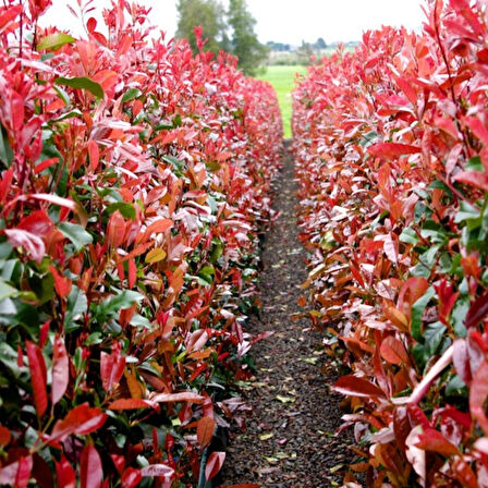 Boylu Alev Çalısı 20 Adet