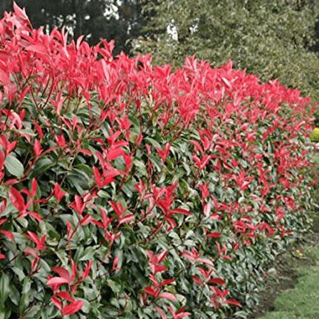 Boylu Alev Çalısı 20 Adet