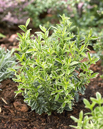 Gümüşi Çıtır Taflan  30 Adet